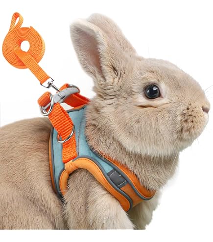 Amazon.com : Copfeu Rabbit Harness and Leash - Adjustable Bunny
